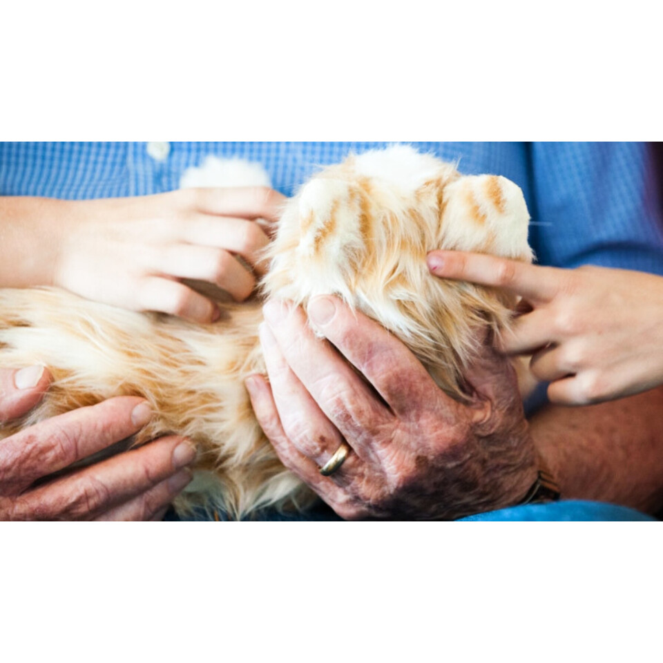 Joy for All Companion Cats