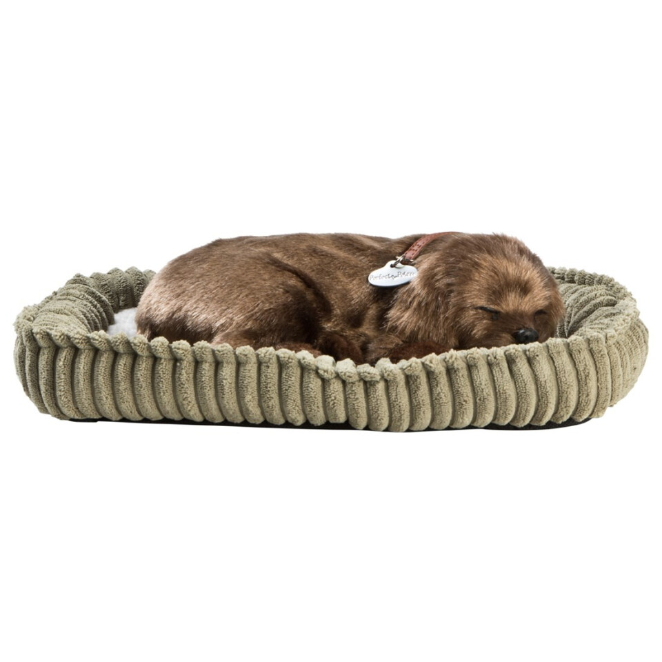 Perfectpetzzz - Sovande hund - Brun Labrador