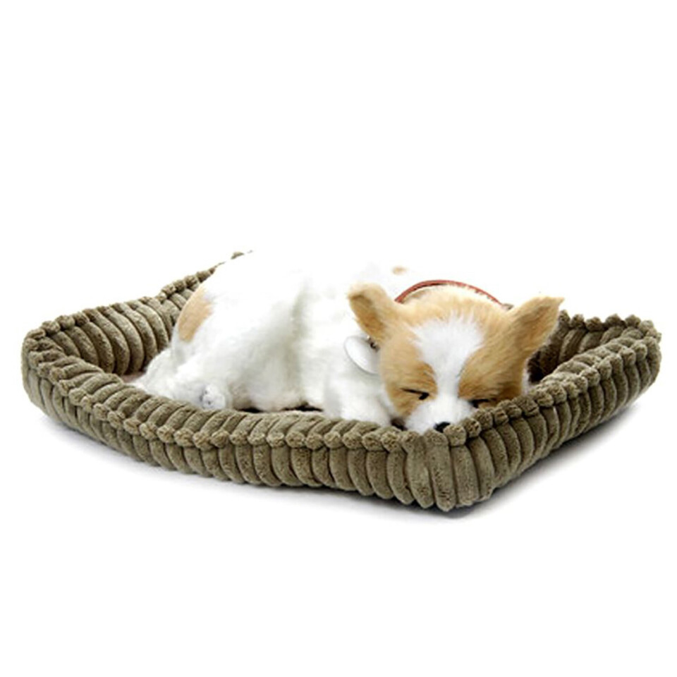 Perfectpetzzz - Sovande hund Chihuahua