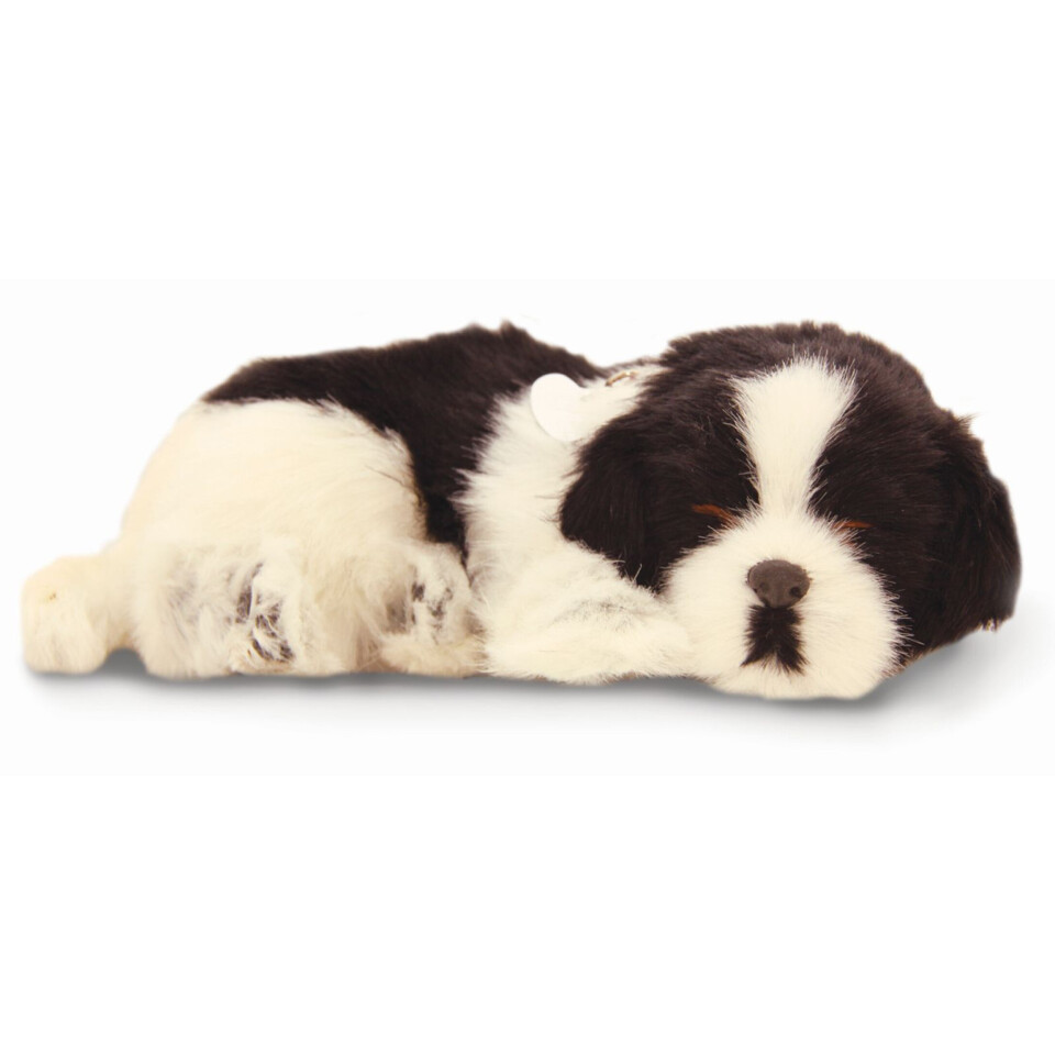 Sleeping Collie