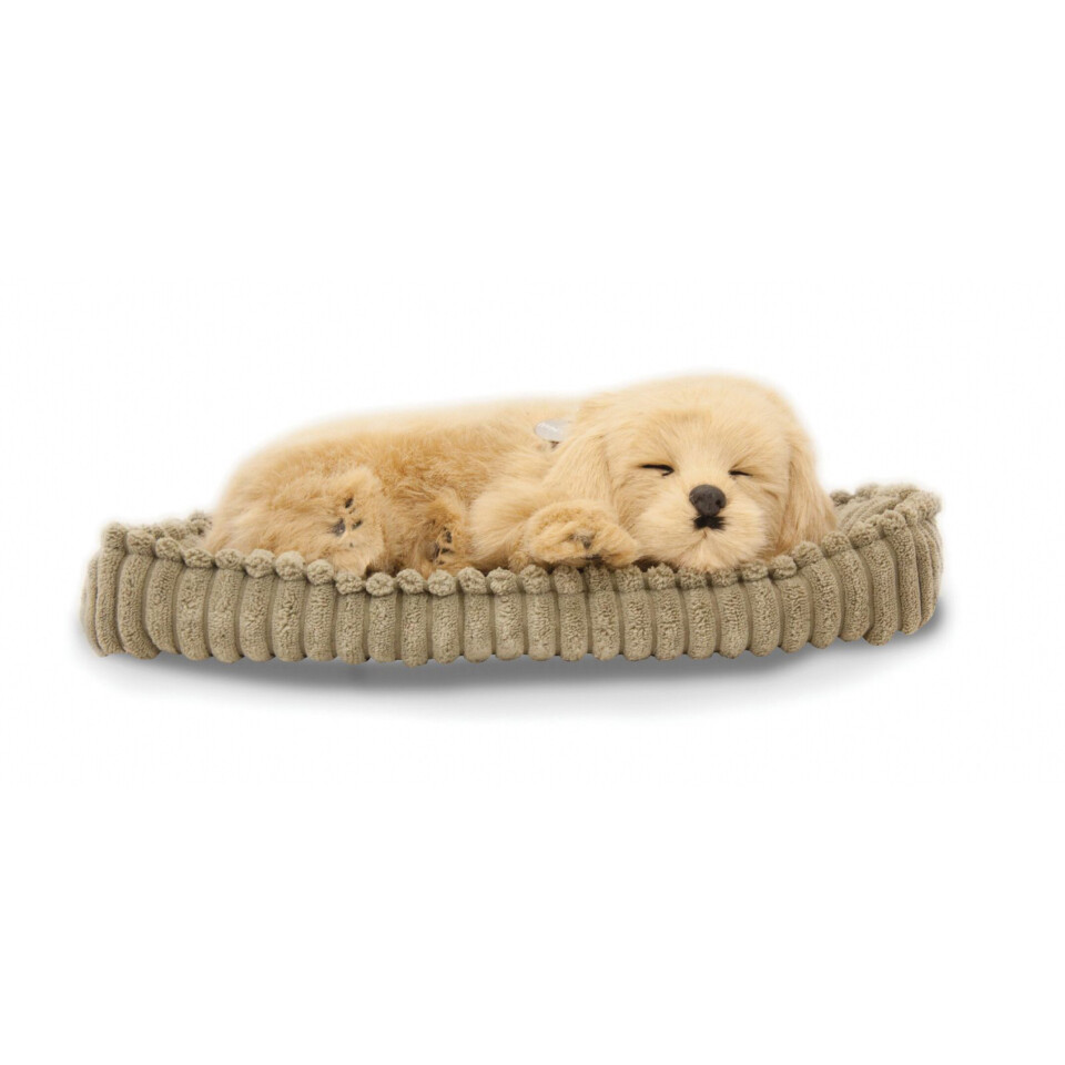 Perfectpetzzz - Sovande hund - retriever