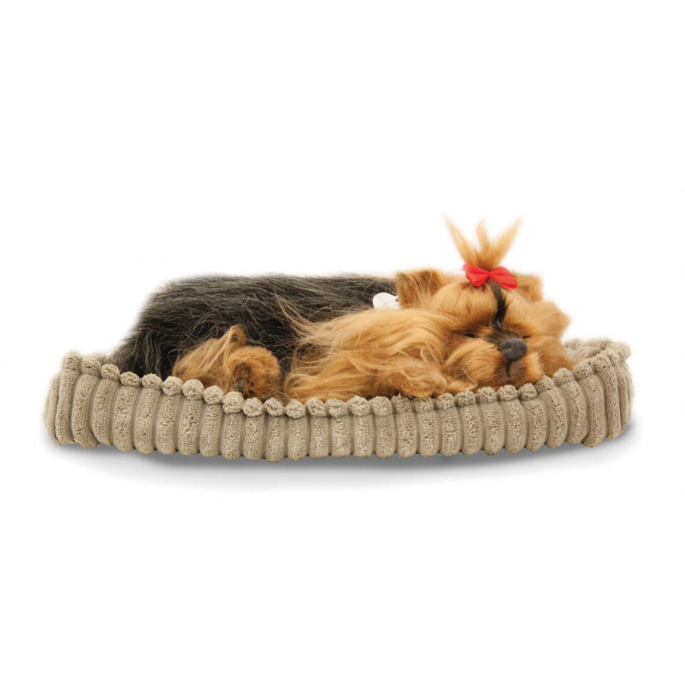 Perfectpetzzz - Sovande hund Yorkie