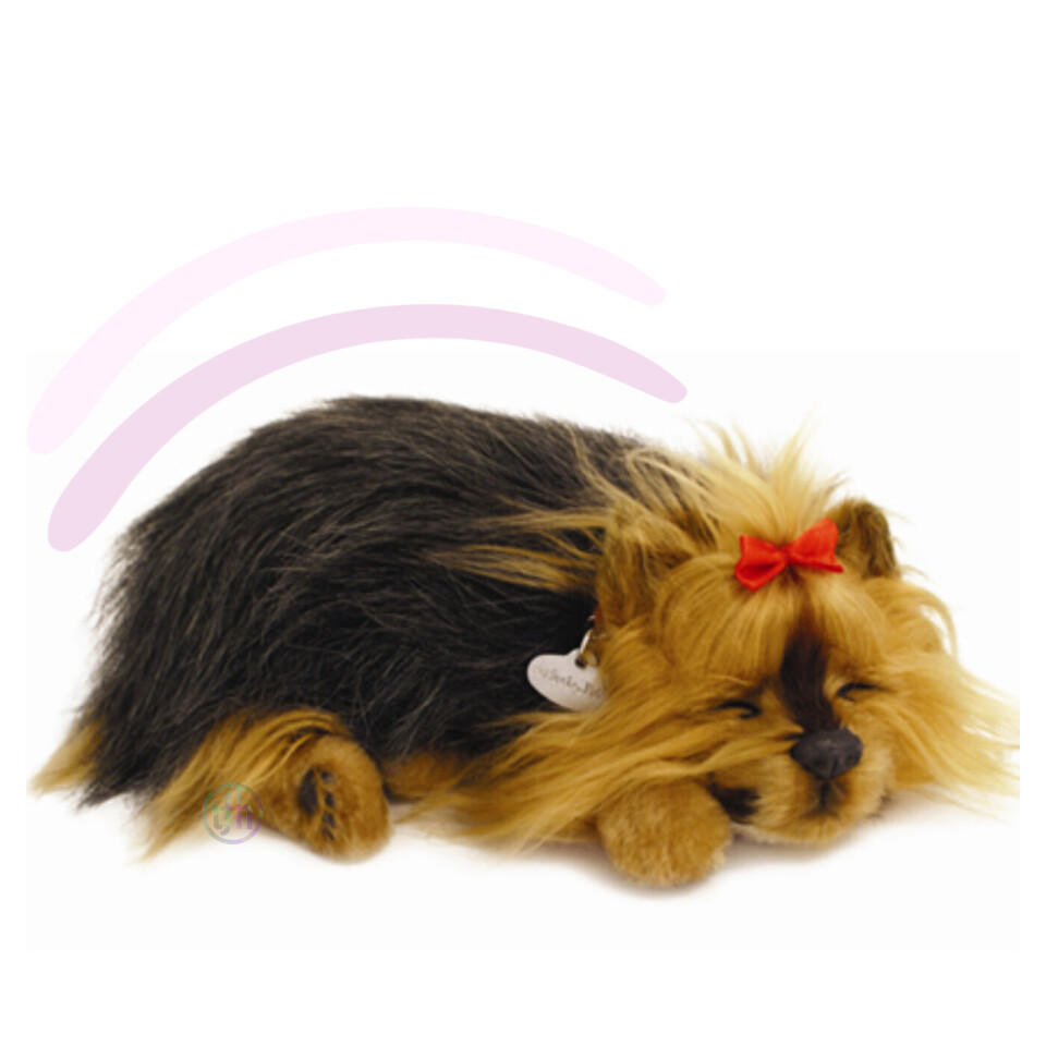 Sleeping Yorkie