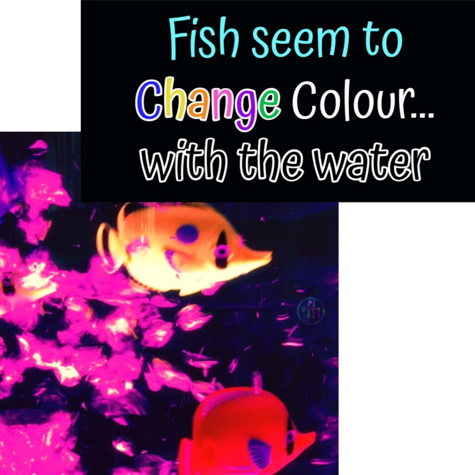 8  Bubble Tube Fish