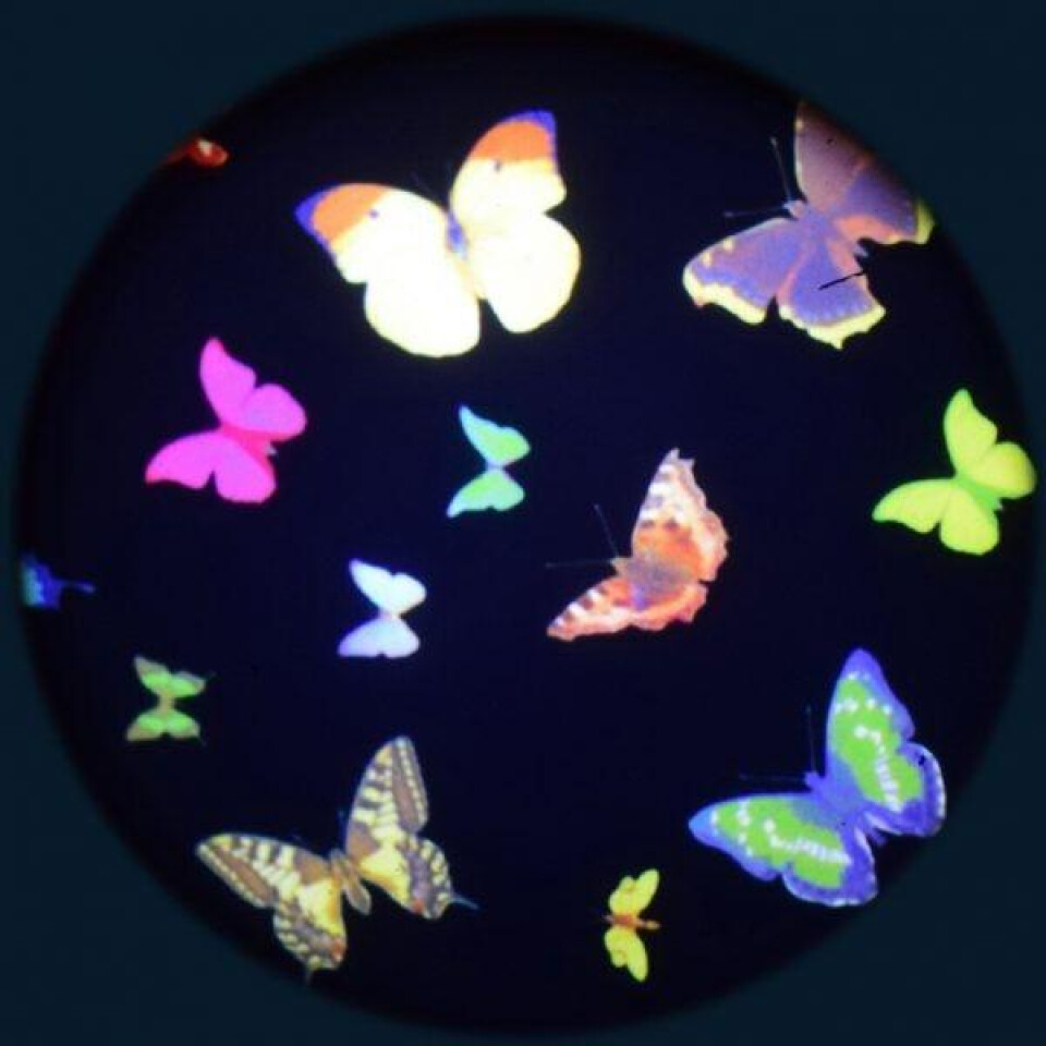 Papillon (Colour) 6″ Effect Wheel