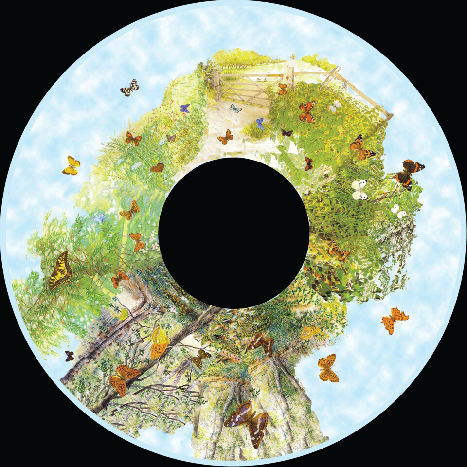 6 Inch Projector Wheel - British Butterflies Scene