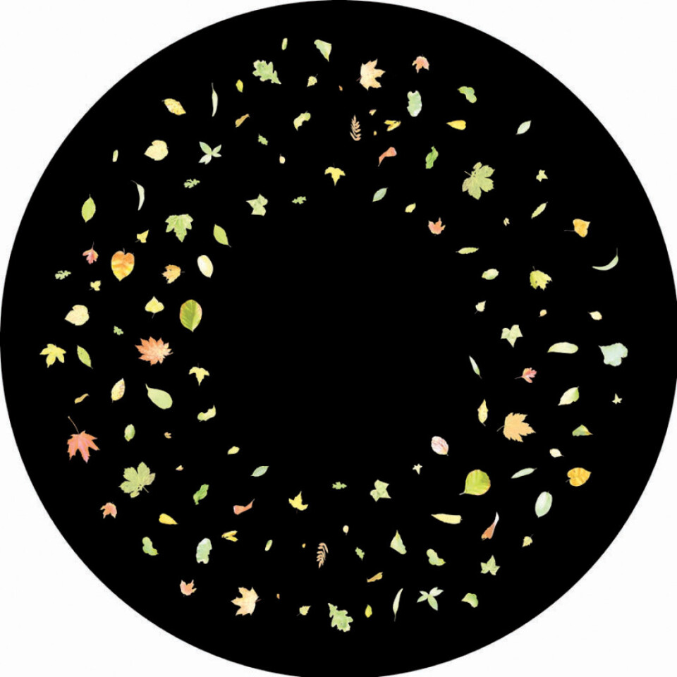 Coloured Leaves