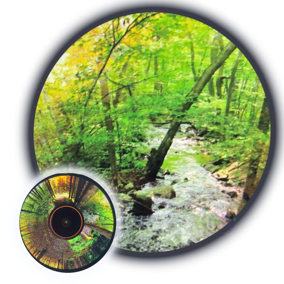 Projector Wheel, Seasonal Forest