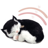 Perfectpetzzz - Sovande kattungar