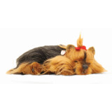 Perfectpetzzz - Sovande hund Yorkie