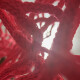 Replacement Nest Net