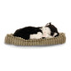 Perfectpetzzz - Sovande kattungar