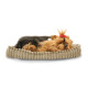 Perfectpetzzz - Sovande hund Yorkie