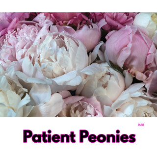 Patient Peonies