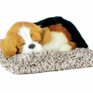 Mini Beagle Puppy - LIMITED SUPPLY