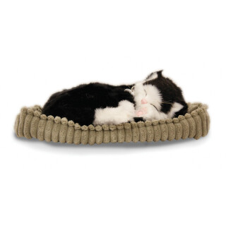 Perfectpetzzz - Sovande kattungar