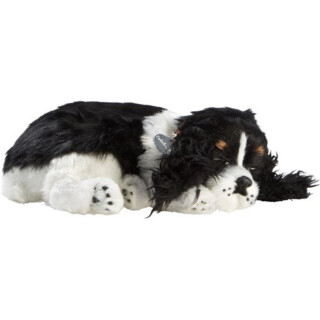 Perfectpetzzz - Sovande hundvalpar