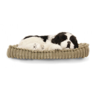 Sleeping Collie