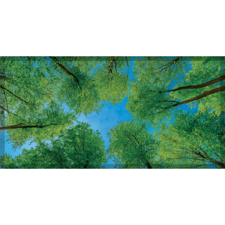 Calming Light Filters - Forest