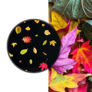 Coloured Leaves