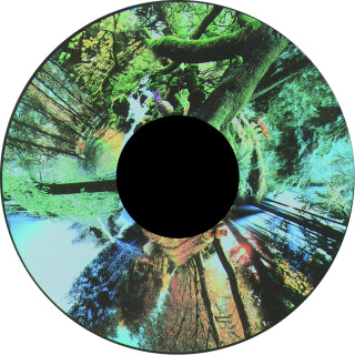 Seasoned Woods - Projection Sensory Toy