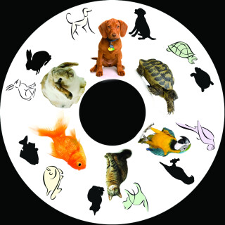 6 Inch Projector Wheel - Pets Scene