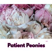 Patient Peonies