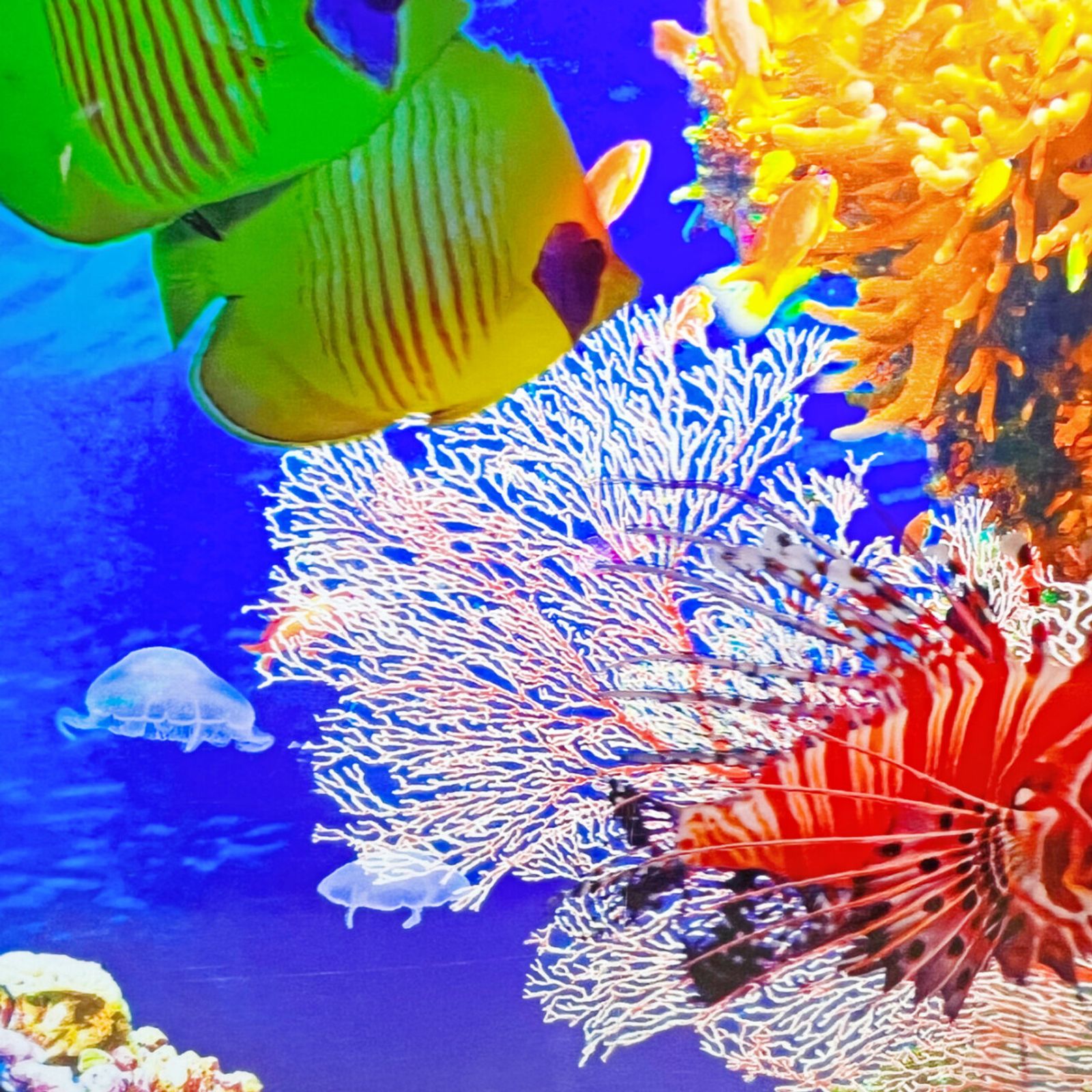 Aquari Round - Sensory Aquarium - ON BACKORDER