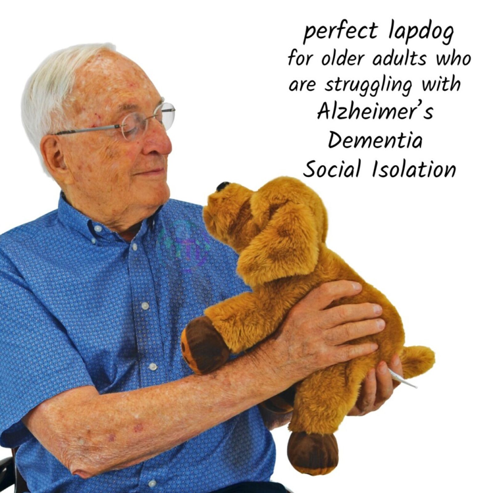 Theo the Therapy Dog