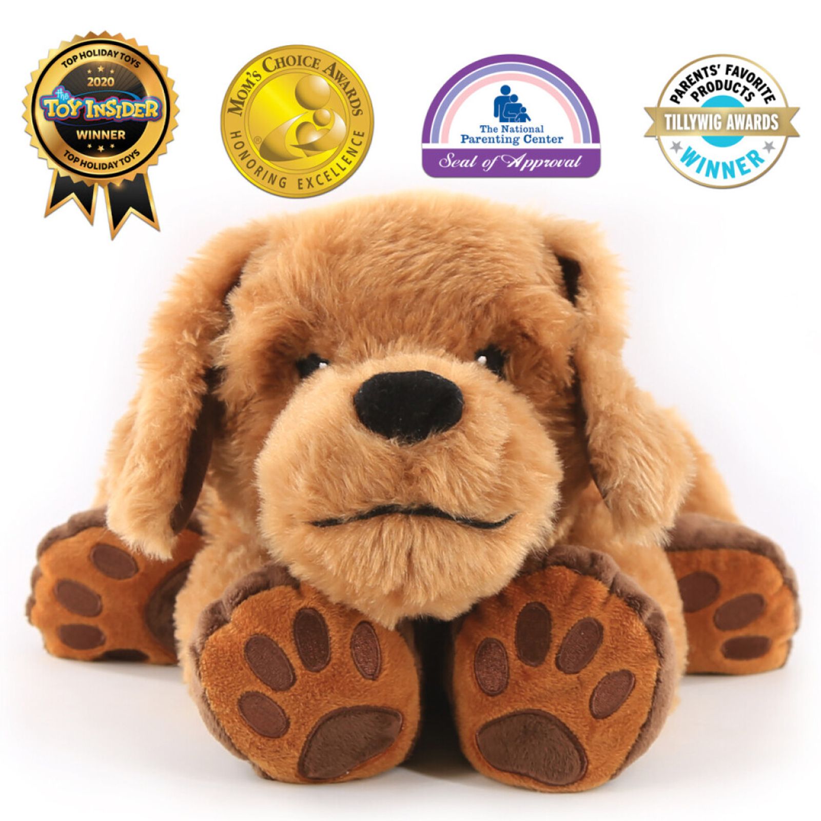 Theo the Therapy Dog