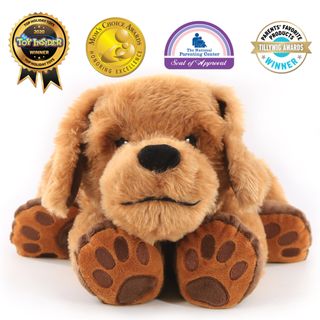 Theo the Therapy Dog