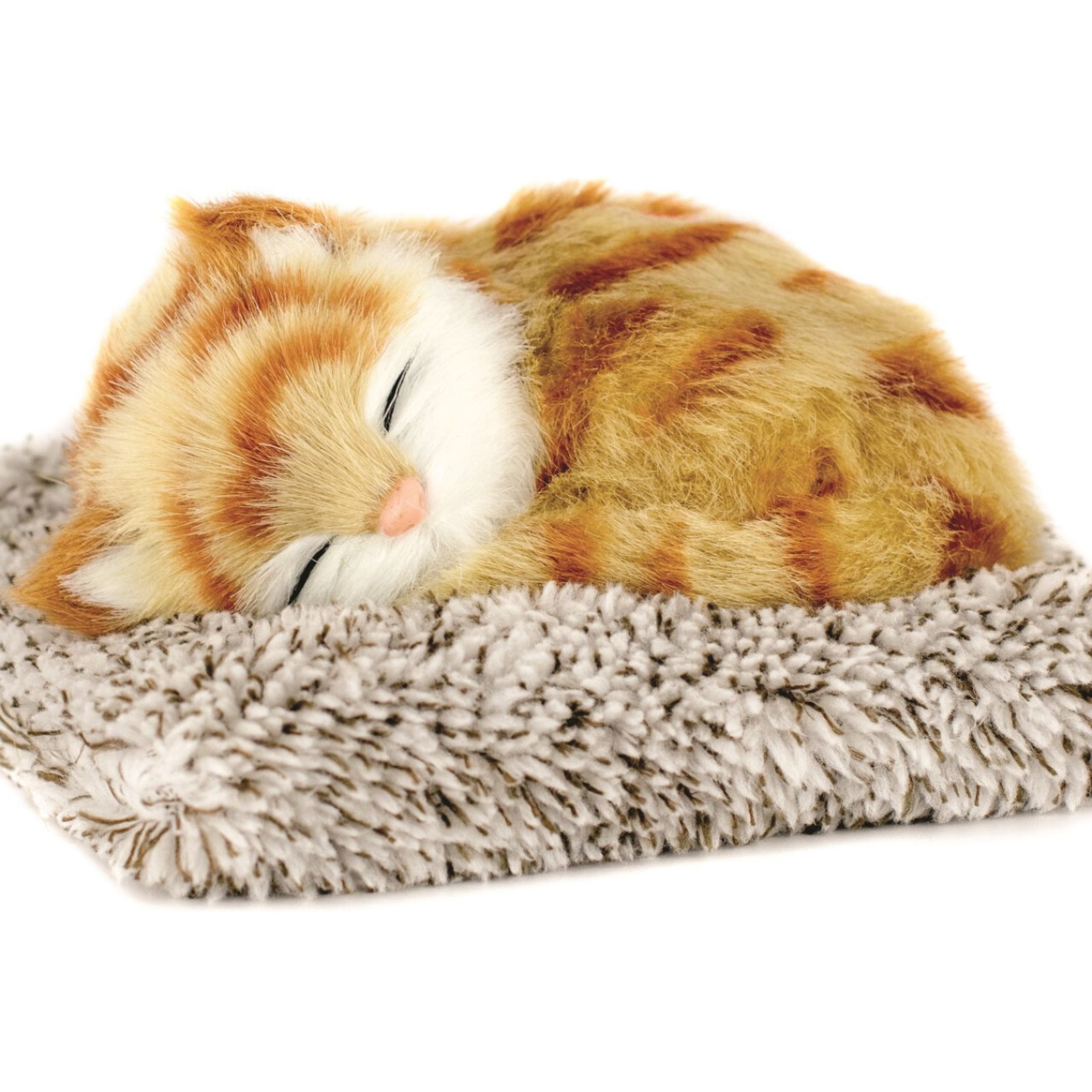 Mini Orange Tabby Kitten - LIMITED SUPPLY