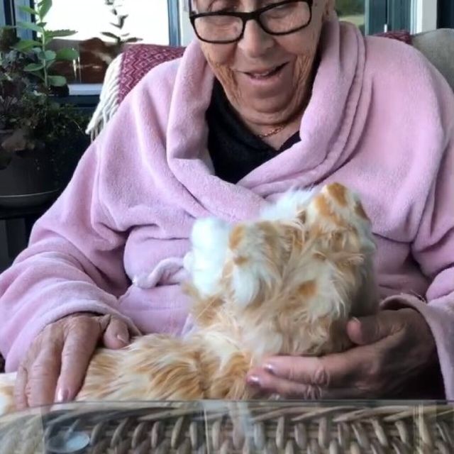 Silvergrå kompis katt - digital terapikatt