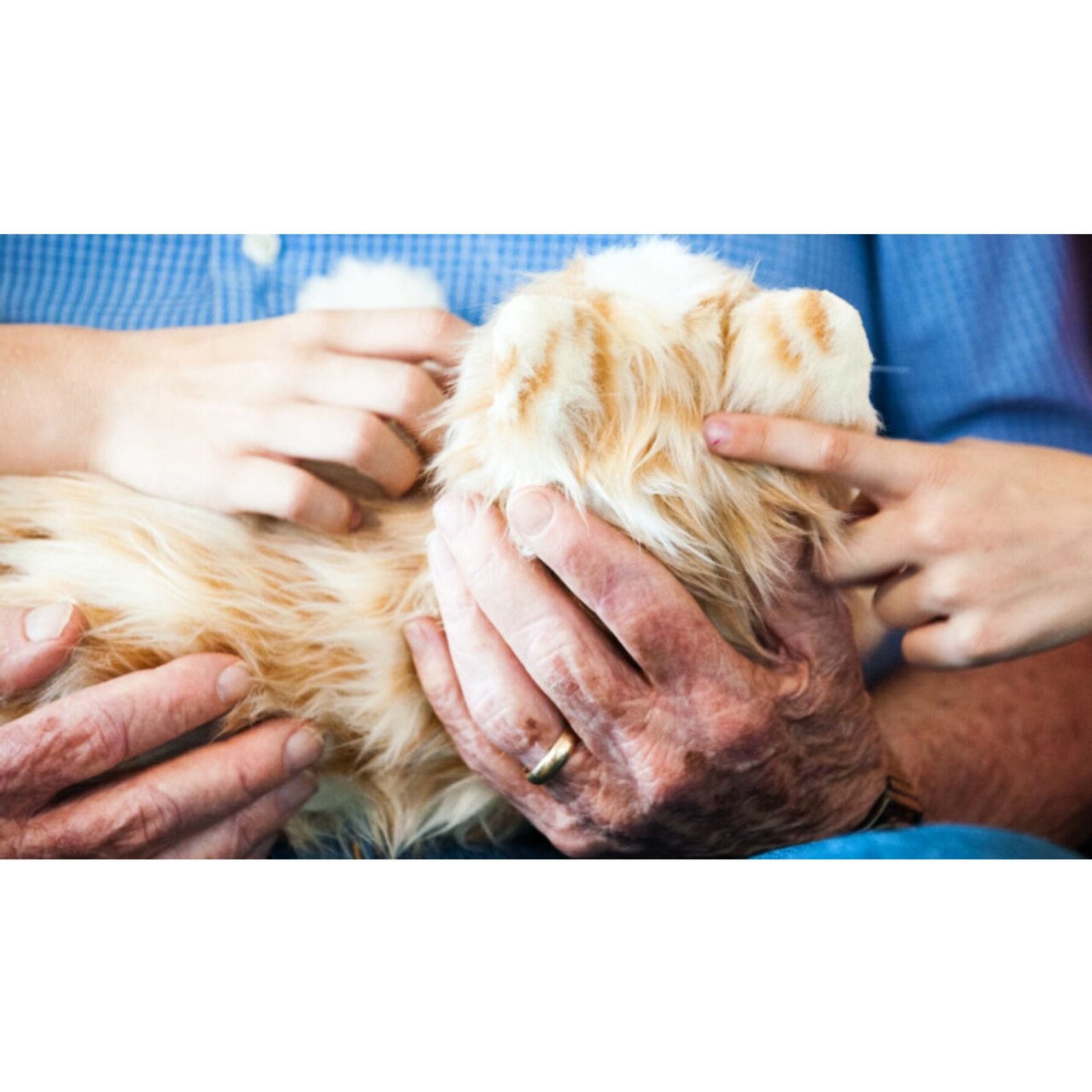 Joy for All Companion Cats