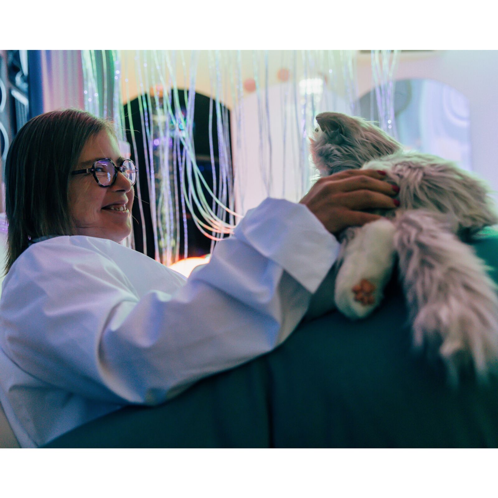 Silvergrå kompis katt - digital terapikatt