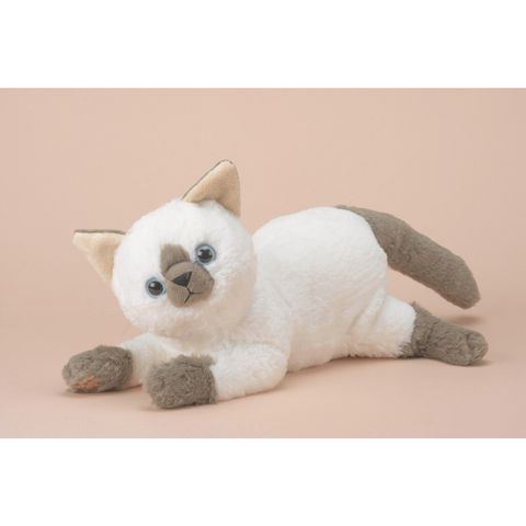 Hello Siamese Cat