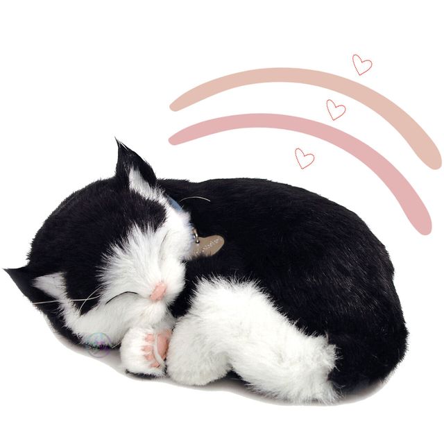 Perfectpetzzz - Sovande kattungar
