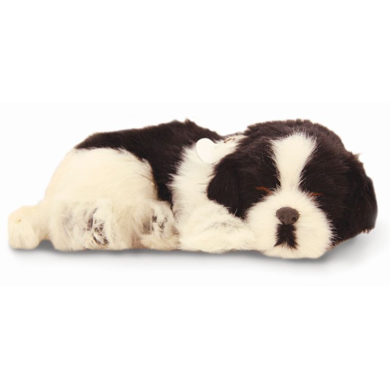 Sleeping Collie