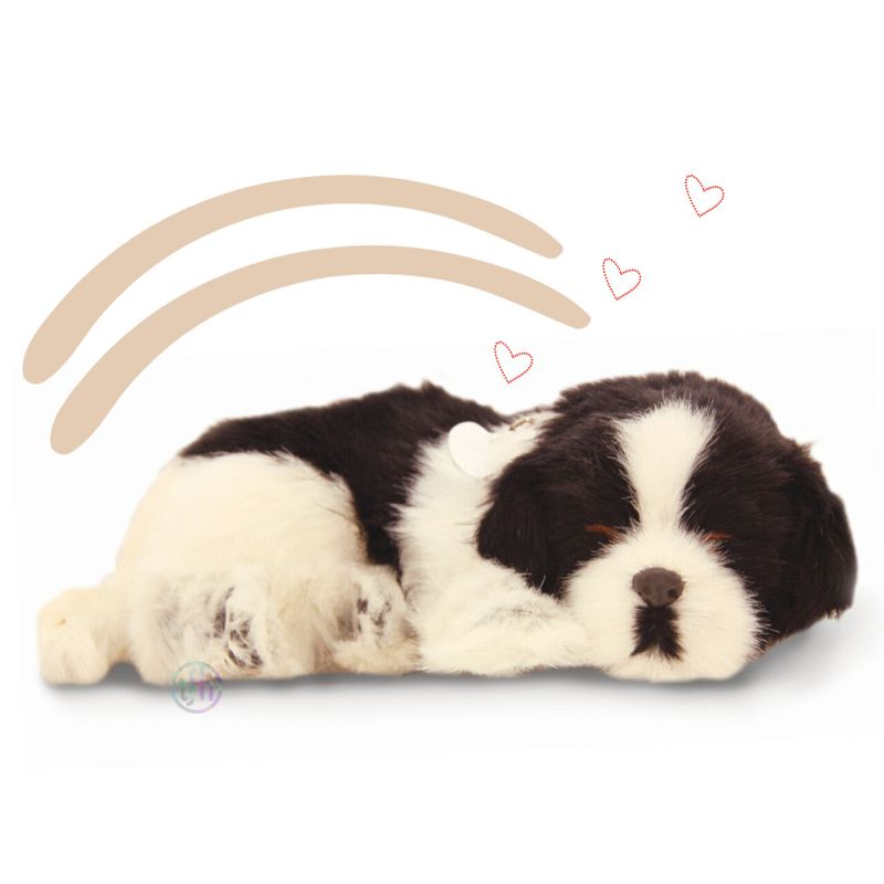 Sleeping Collie