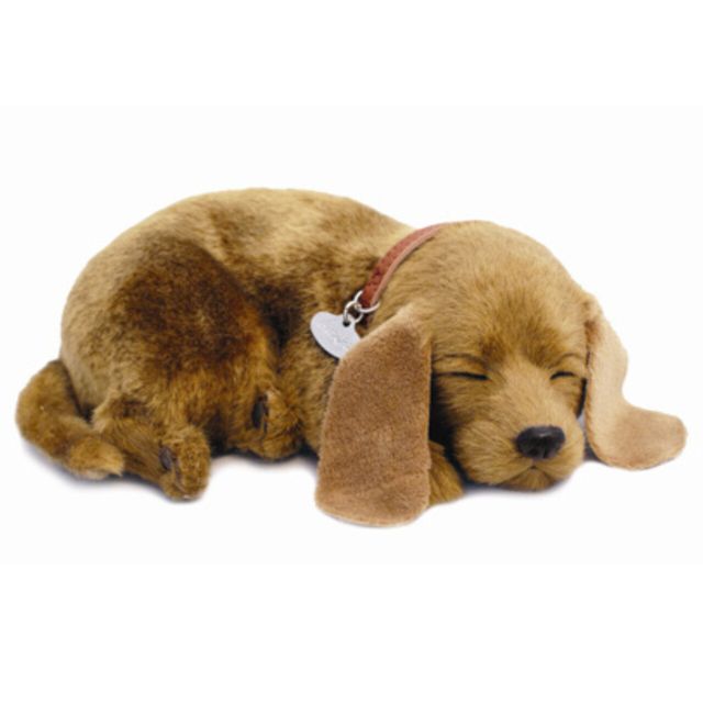 Perfectpetzzz - Sovande hundvalpar