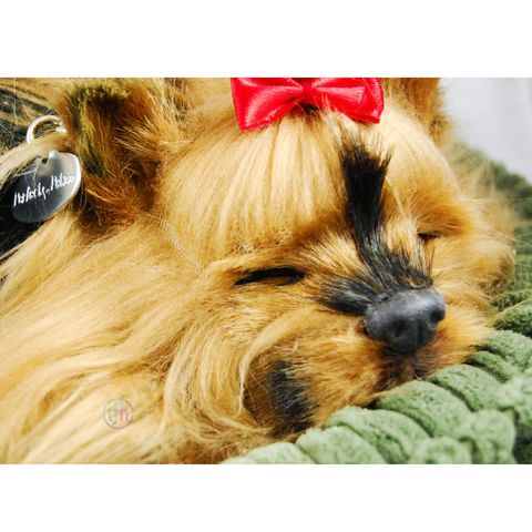 Sleeping Yorkie