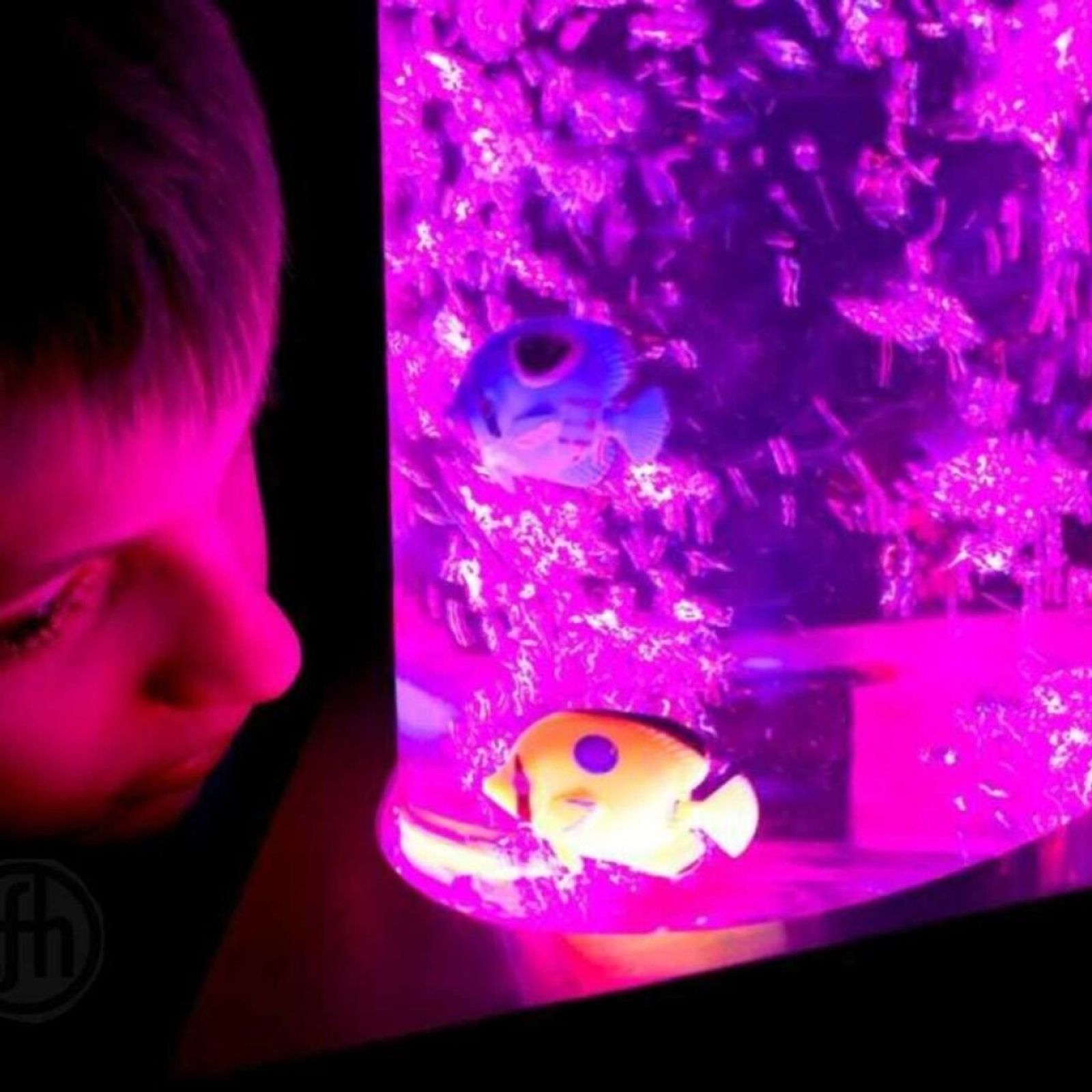 Calming Bubble Tubes - FREE SHIPPING