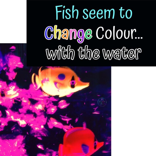 8  Bubble Tube Fish