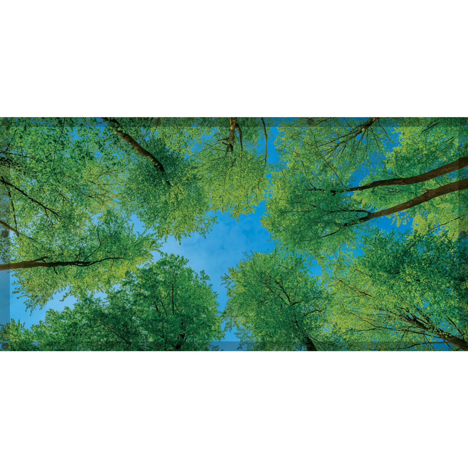 Calming Light Filters - Forest