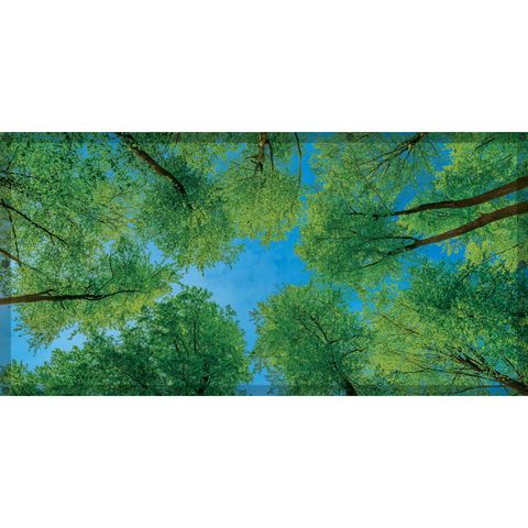 Calming Light Filters - Forest
