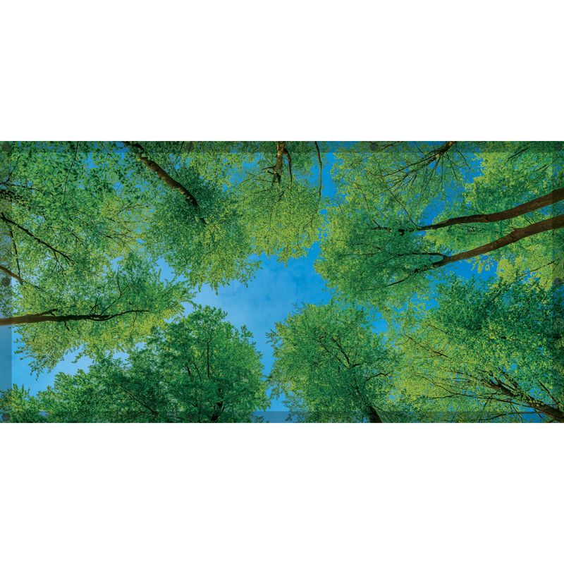 Calming Light Filters - Forest