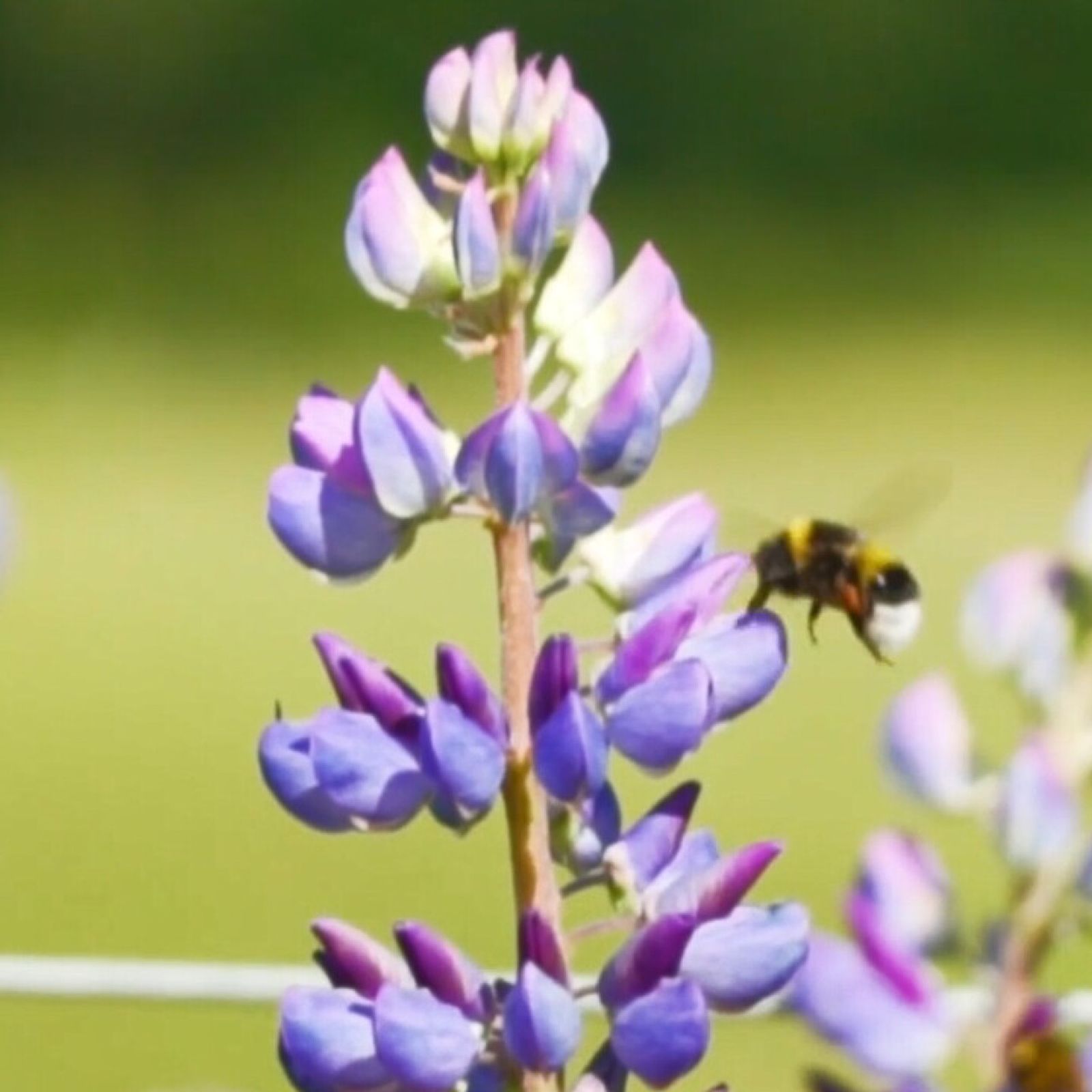 TFH Chromatheme - Multisensorisk Projicering