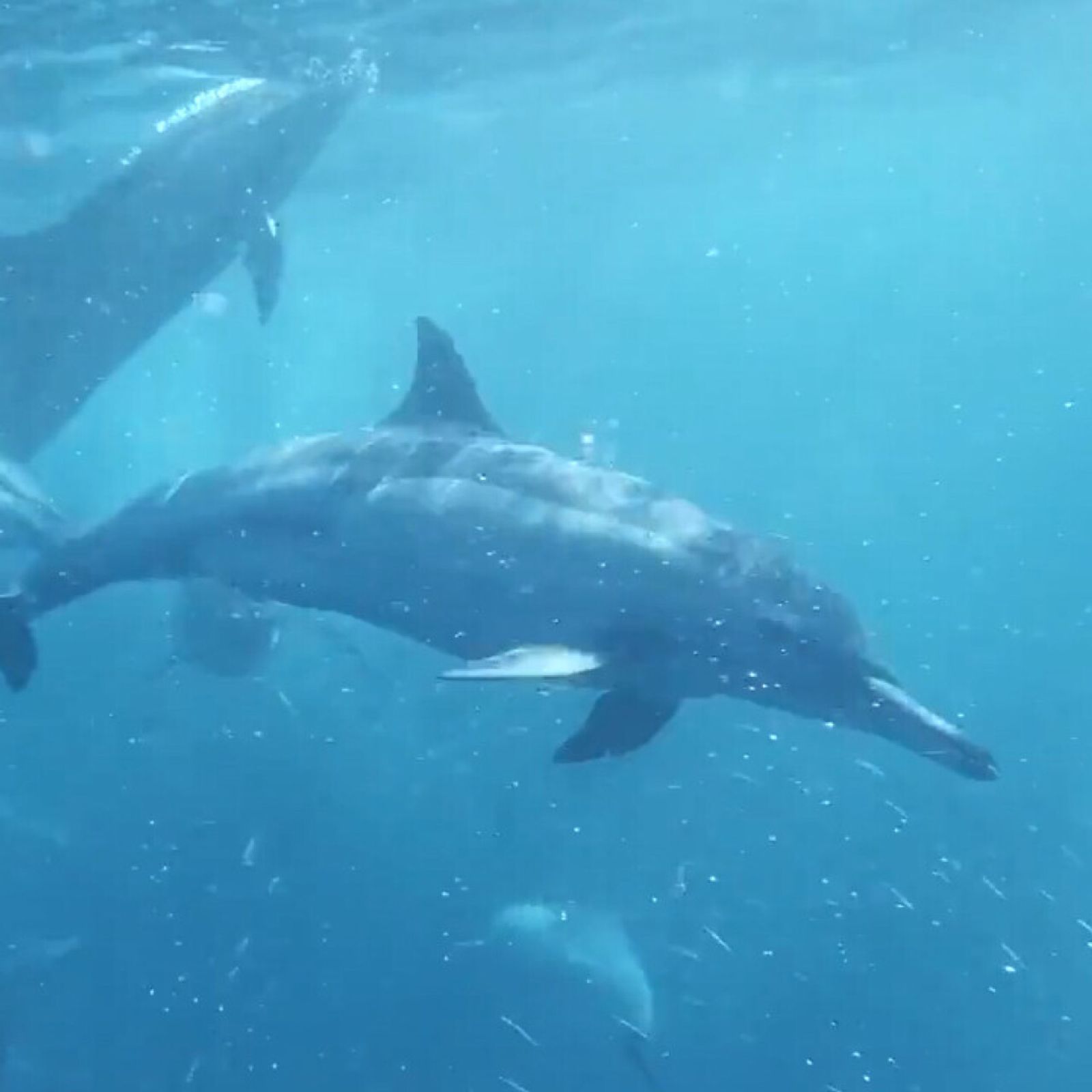 TFH Chromatheme - Multisensorisk Projicering