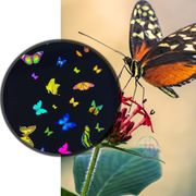 Effects Wheel, Papillion