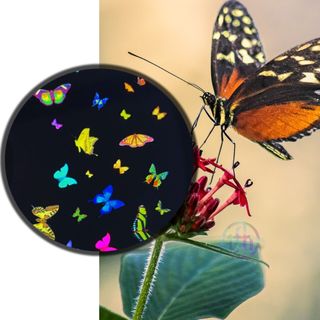 Effects Wheel, Papillion